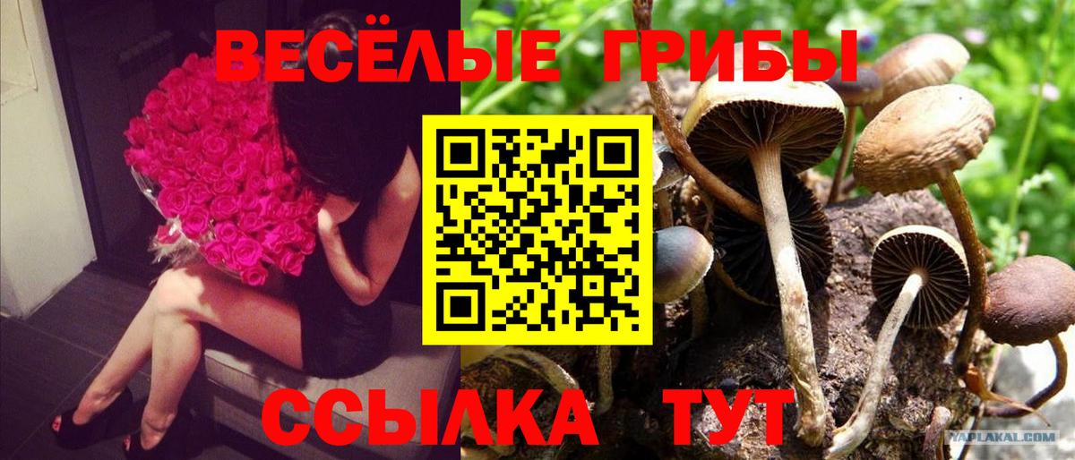 Псилоцибиновые грибы Psilocybe  Вход с VPN  Моздок  Галлюциногенные грибы мицелий 